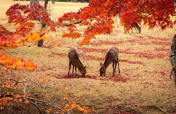 Todaiji Temple Nara Park and Naramachi Alley Walk