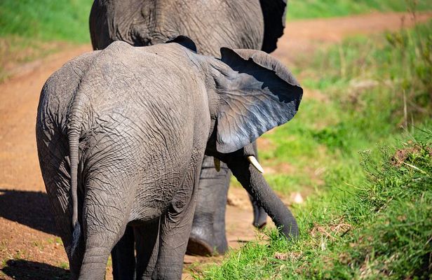 Full Day Safari to Amboseli National Park from Nairobi