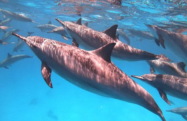 Dolphin House Sataya Reef Snorkeling Cruise from Marsa Alam