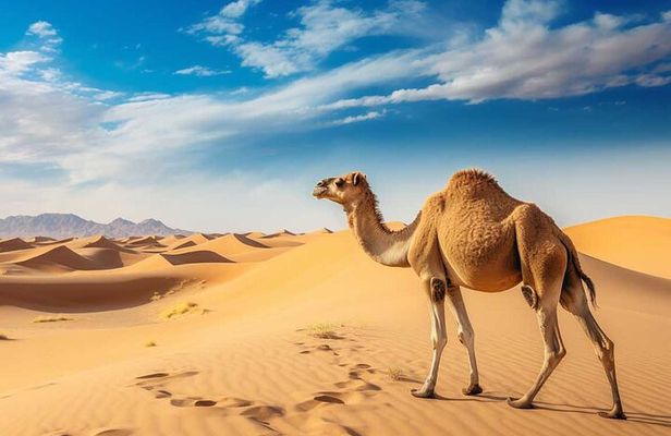 Dubai: Morning Tour with 4x4 Pick/Drop Red Dunes Camel Sandboard