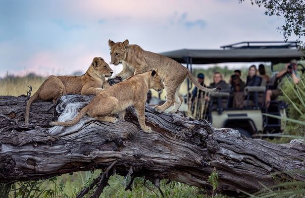 Chobe Day Trip with Lunch from Victoria Falls