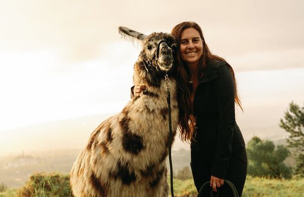 Llama Sunset Hike