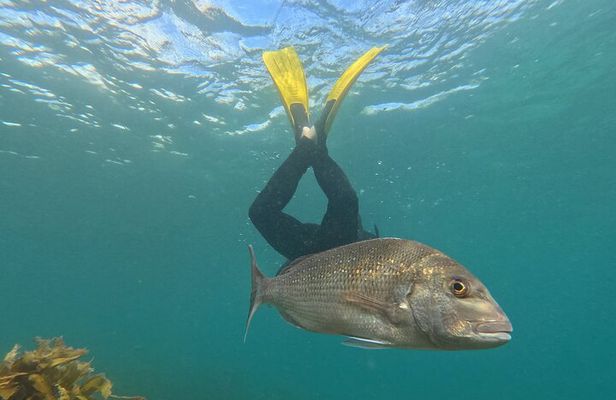 Goat Island Experience Advanced Snorkel Tour