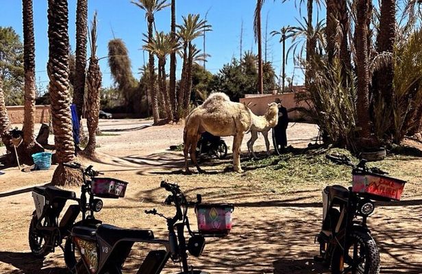 EBike Adventure and Sunset in Marrakech Palmeraie
