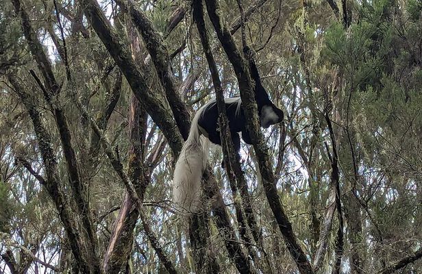 Kilimanjaro one day hike experience 
