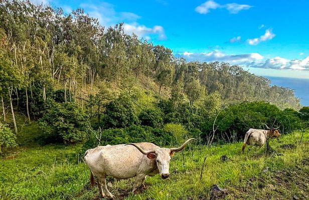 Afternoon Mountain Vista Horseback Trail Ride on Oahu