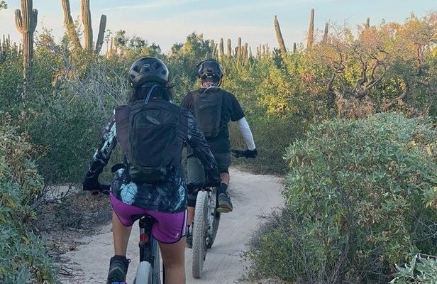 Guided Cactus Forest Mountain Bike Experience in La Ventana