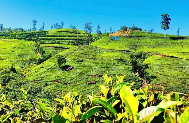 Tea Country Day Tour from Kandy - Nuwara Eliya 