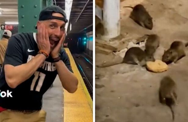 Late Night Rat Tours