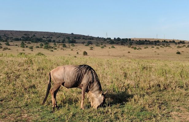 Explore Nairobi National Park with Transportation