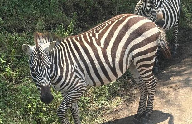 Explore Nairobi National Park with Transportation