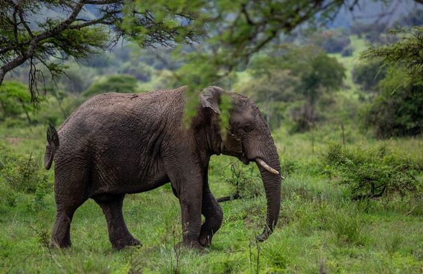 1-Day Safari to Akagera National Park with Big Five Adventure