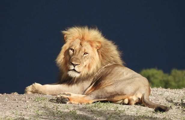 Full-Day Chobe National Park Game Drive from Kasane