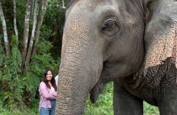 Army Jeep Jungle Safari and Elephant Freedom Rescue Centre Tour