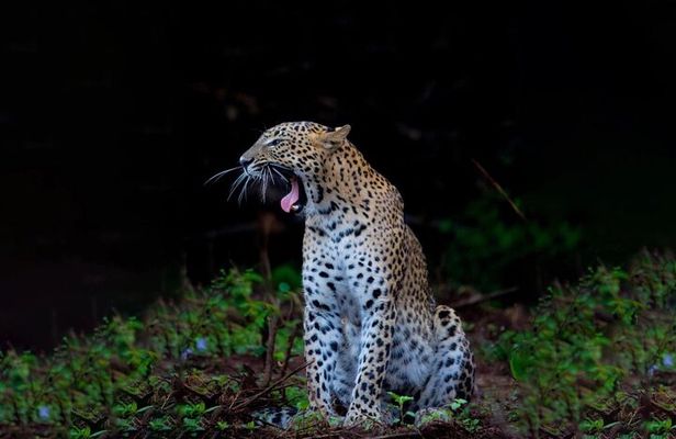 Galle to Ella Shuttle & Yala Safari Drive with Breakfast