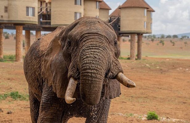 Private overnight To Saltlick Safari Lodge From Mombasa 