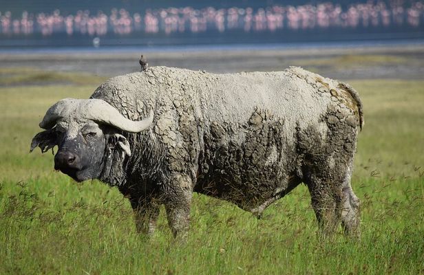 5 Days Mid Range Safari in Tanzania Tarangire and Serengeti 