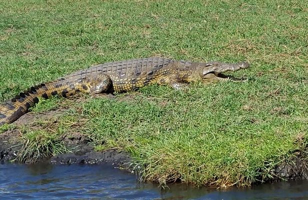 Chobe National Park Day Trip from Livingstone