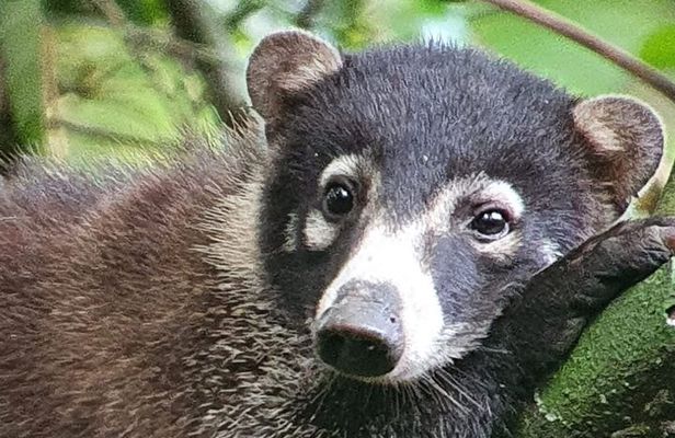 Corcovado National Park 2 Days 1 Night From Puerto Jimenez 