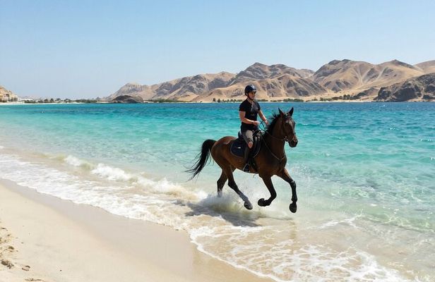 Nabq Beach Horse Riding with Stunning Red Sea Views