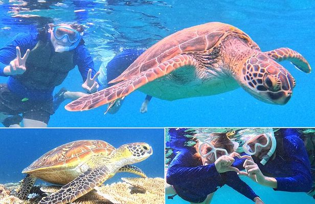 Turtle Snorkeling in Ishigaki - Fluent English! Small Group!