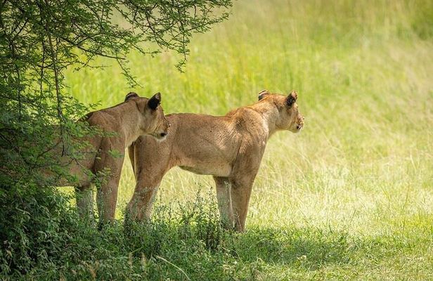 3-Days Mikumi Safari adventure from Zanzibar 