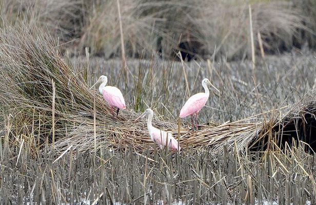Bulls Island Ferry Adventure