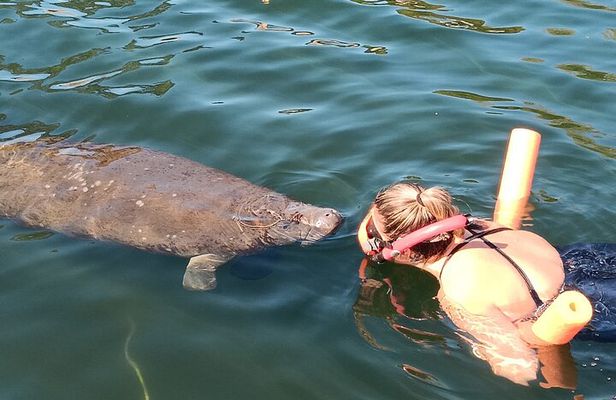 Manatee Magic Private 3 Hour Swim Heated Boat with Restroom