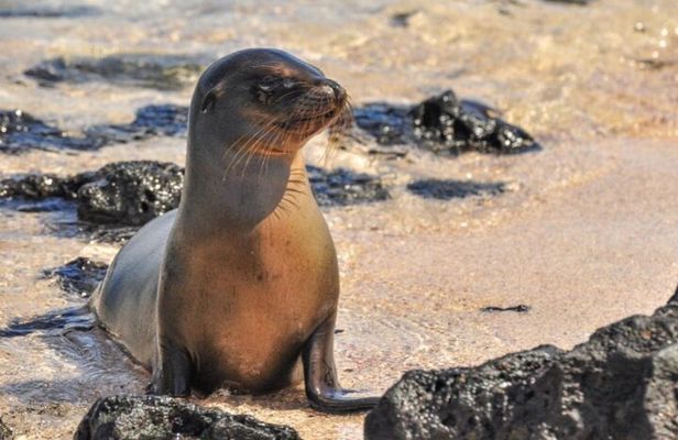 7 Days Tour Galapagos Island Hopping with 3 Islands