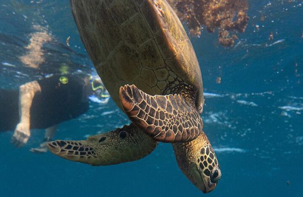 Turtle Quest Swim with Sea Turtles
