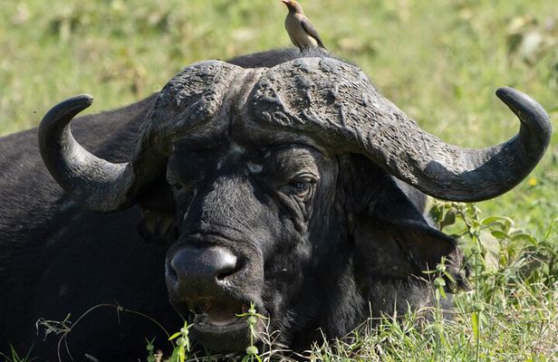 Lake Nakuru National Park Guided Day Tour from Nairobi