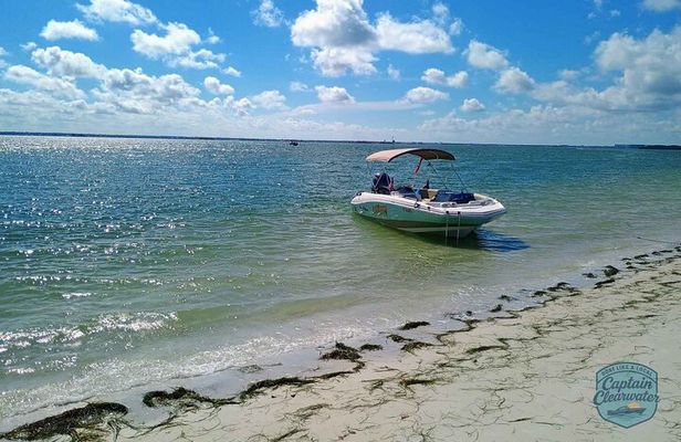 3-Hour Clearwater Beach Adventure – Dolphins, Sandbars & Sunshine