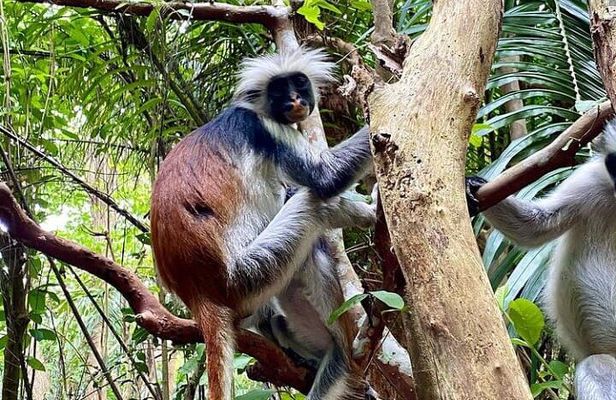 Jozani Forest and Salaam Cave Adventure