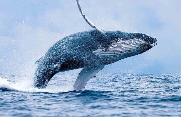 Whales watching & Snorkeling tour