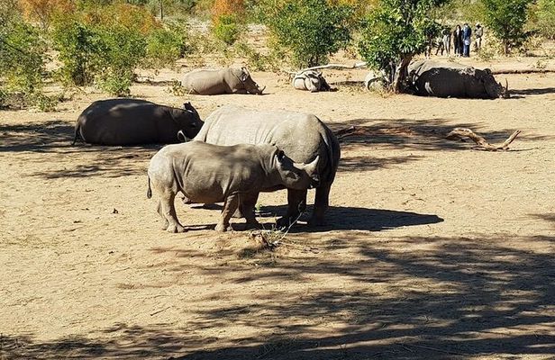 Mosi-oa-Tunya National Park Safari Game Drive and Rhino Walk