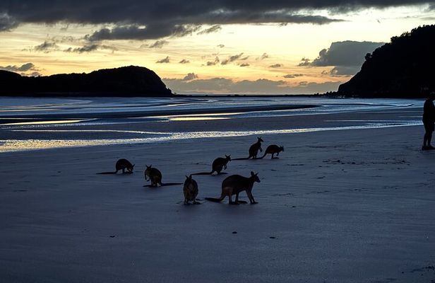 Airlie Beach: Kangaroos on the beach at dawn. 