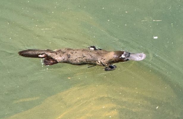 Airlie Beach: Eungella Wild Platypus Encounter Eco Tour