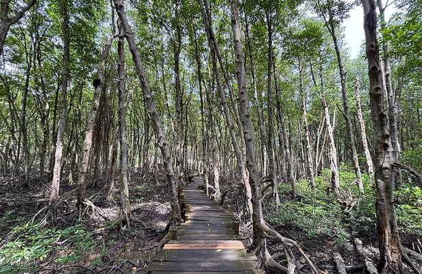 Can Gio Beautiful Nature Mangrove Forest Day Trip