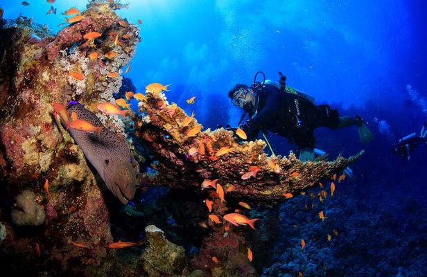 8 Dives by Boat or by Shore