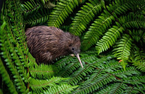 Hobbiton, Waitomo Caves and Kiwi House Day Tour From Auckland