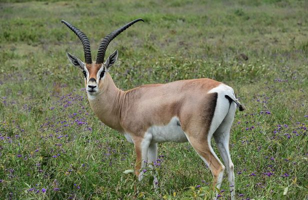 7-Day Camping Safari in Tanzania's Iconic National Parks