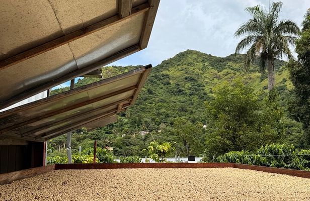 Sueños de Cafe - A Coffee Lovers Dream 