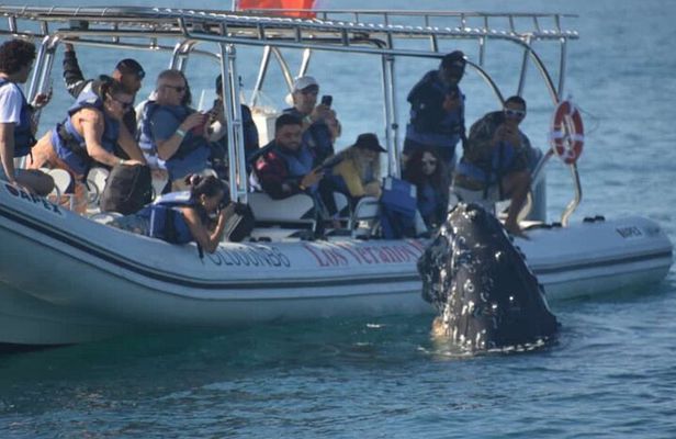 Puerto Vallarta Speedboat and Box Lunch Whale Tour
