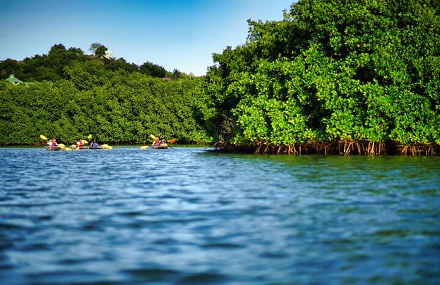 Clear Kayak Tour in Mangrove Antigua
