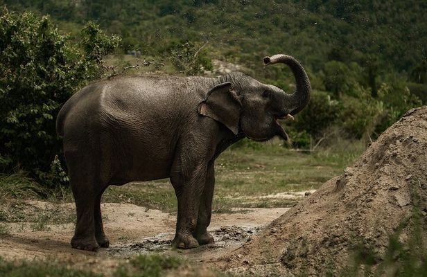 Coconut Culture and Elephants A Sustainable full day Journey