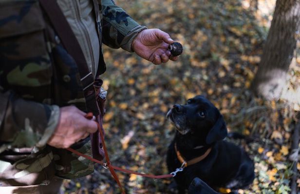 Truffle Hunt with Foie Gras & Wine Tasting with Budapest Pickup