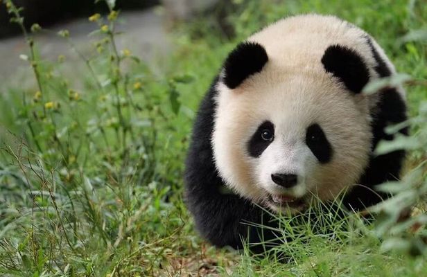 Skip Crowed Dujingyan Panda Tour Option Red Panda Interactive 