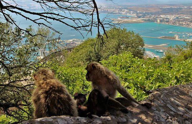 Gibraltar and Mijas Tour from Málaga