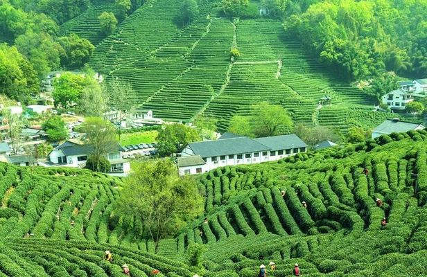 Serene Hangzhou Private Tour Where Tea Grows and Nature Unfolds