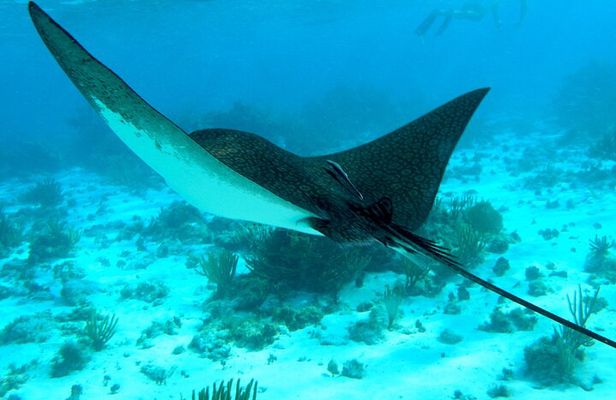 4 Stops Tour: Stingray, Snorkeling, Starfish & 7 Mile Beach 